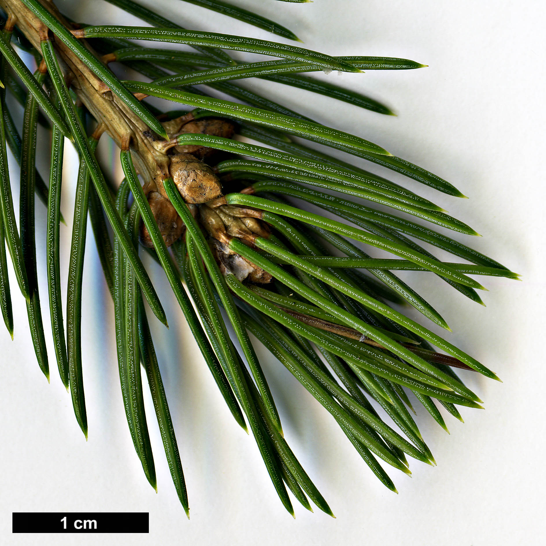 High resolution image: Family: Pinaceae - Genus: Picea - Taxon: schrenkiana - SpeciesSub: subsp. tianshanica